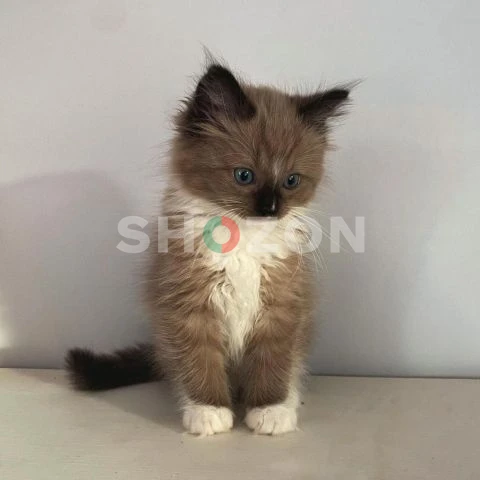 Male Ragdoll Kitten Available for Adoption – 16 Weeks Old