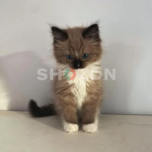 Male Ragdoll Kitten Available for Adoption – 16 Weeks Old