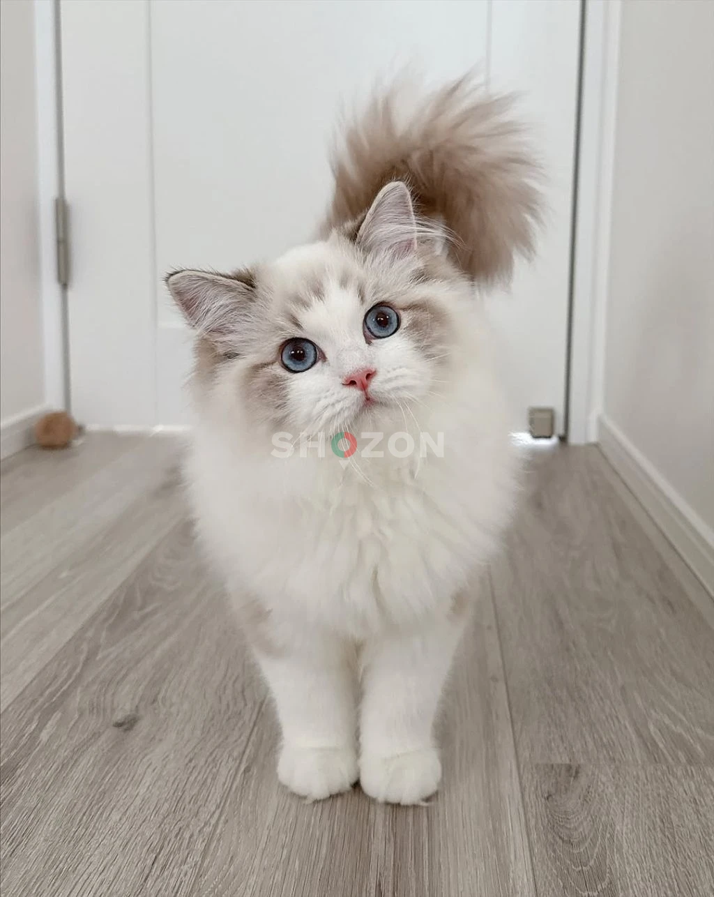 Beautiful Female Ragdoll  Cat for Adoption