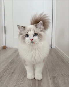 Beautiful Female Ragdoll  Cat for Adoption