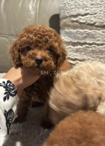Amazing and lovely puppies for sale 