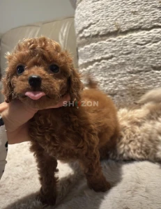 Amazing and lovely puppies for sale 