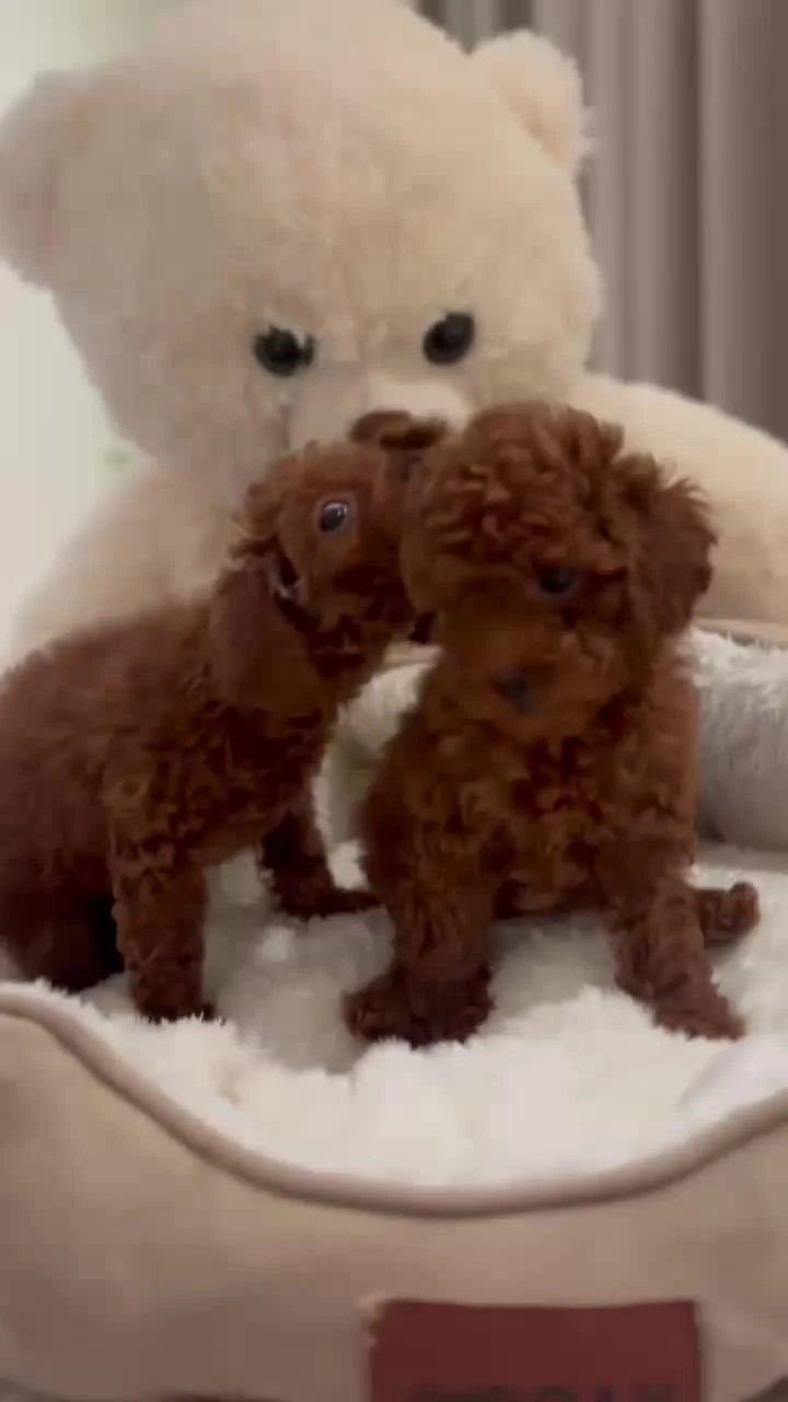 Amazing and lovely puppies for sale 