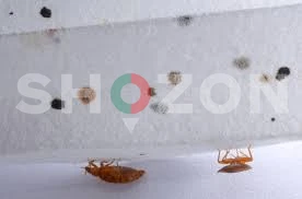 Bed Bug Control Dubai |  Al Waha Hygiene | +971 56 695 2225