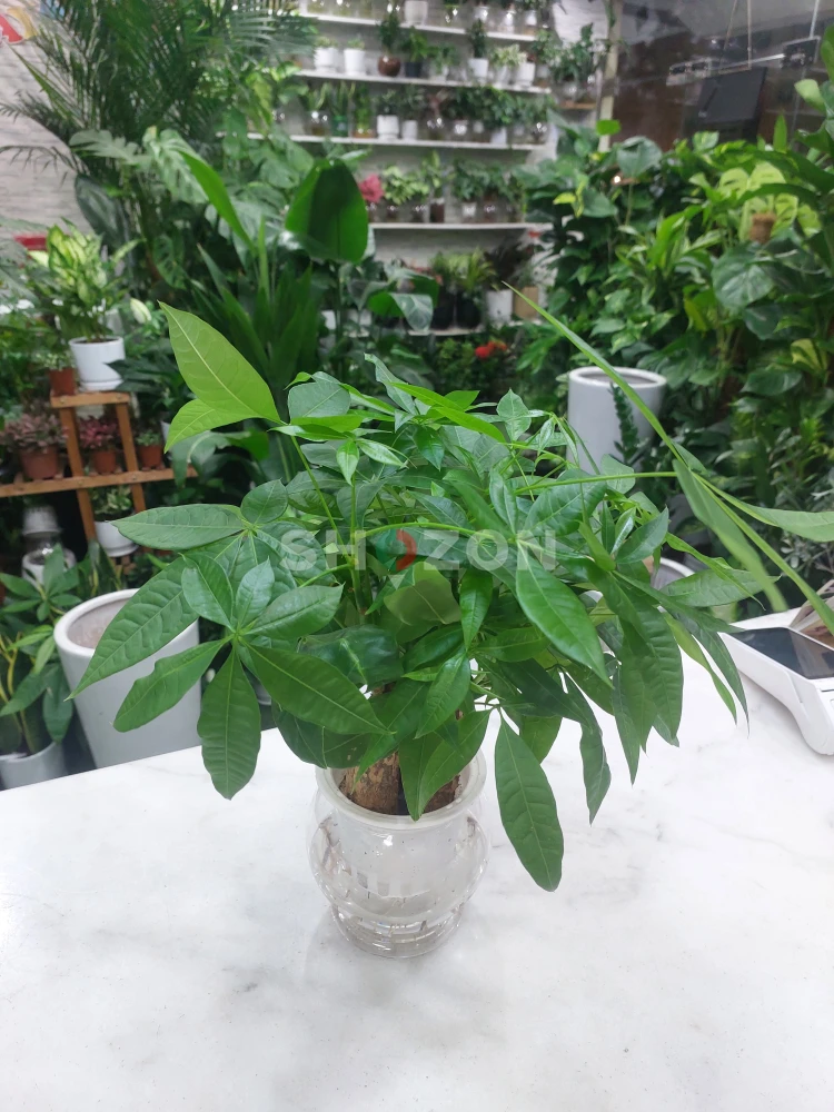 Self-Watering Money Tree Plant – Easy Care and Feng Shui Charm