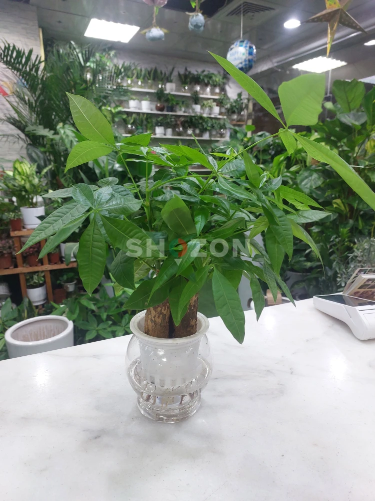 Self-Watering Money Tree Plant – Easy Care and Feng Shui Charm