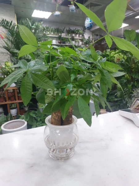 Self-Watering Money Tree Plant – Easy Care and Feng Shui Charm