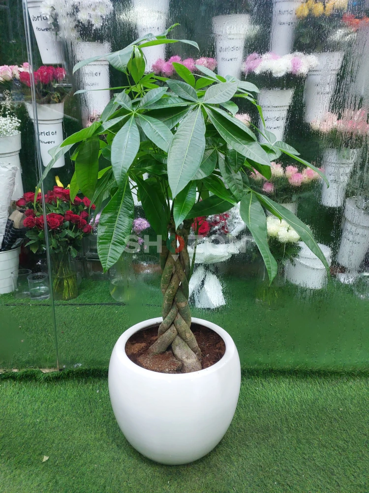 Vibrant Money Tree Plant for Home and Office