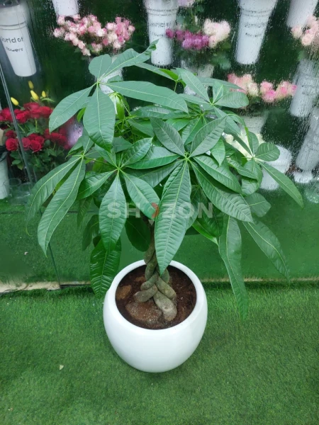 Vibrant Money Tree Plant for Home and Office