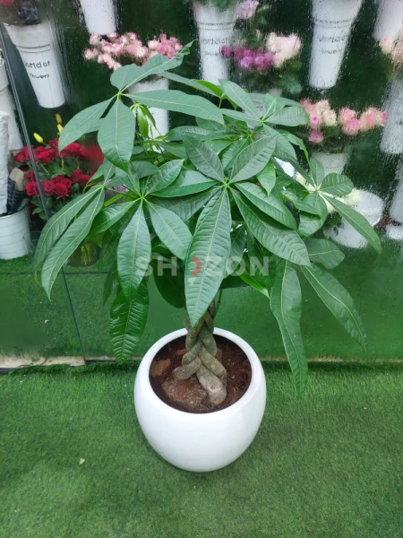 Vibrant Money Tree Plant for Home and Office