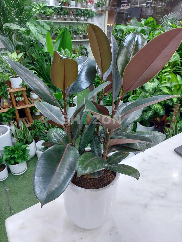 Elegant Rubber Plant - Perfect Indoor Greenery for Dubai Homes