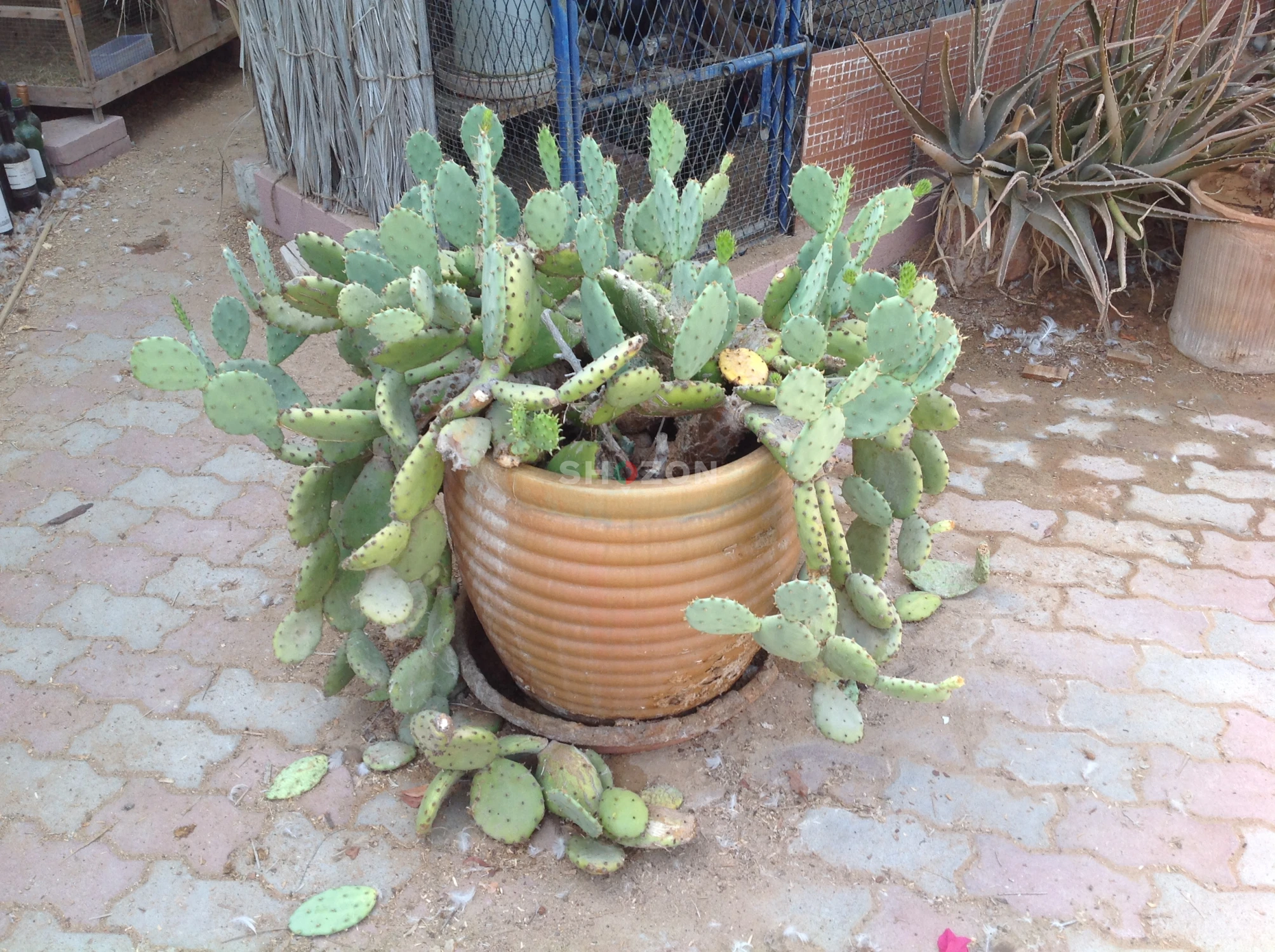 Lush Green Cactus Plant in Decorative Pot