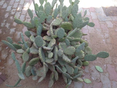 Lush Green Cactus Plant in Decorative Pot