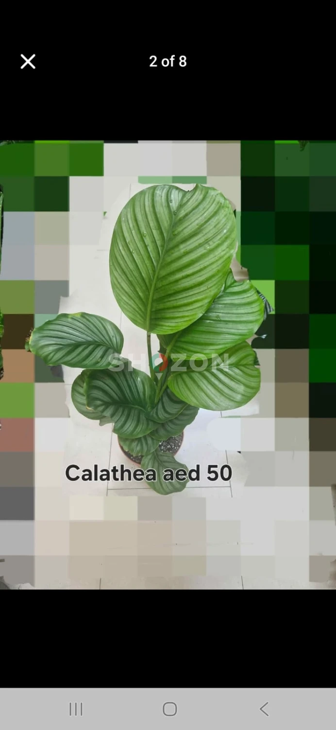 Beautiful Calathea Plant - Fresh and Lush