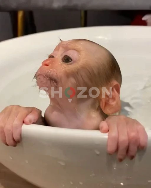 beautiful and adorable baby monkeys ready for adoption 