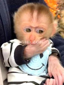 beautiful and adorable baby monkeys ready for adoption 