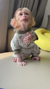 beautiful and adorable baby monkeys ready for adoption 