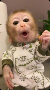 beautiful and adorable baby monkeys ready for adoption 