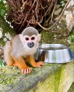 monkeys for adoption 