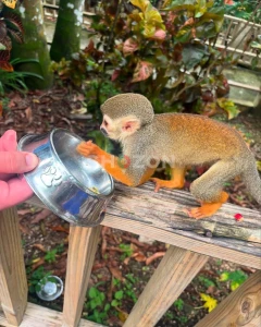 monkeys for adoption 