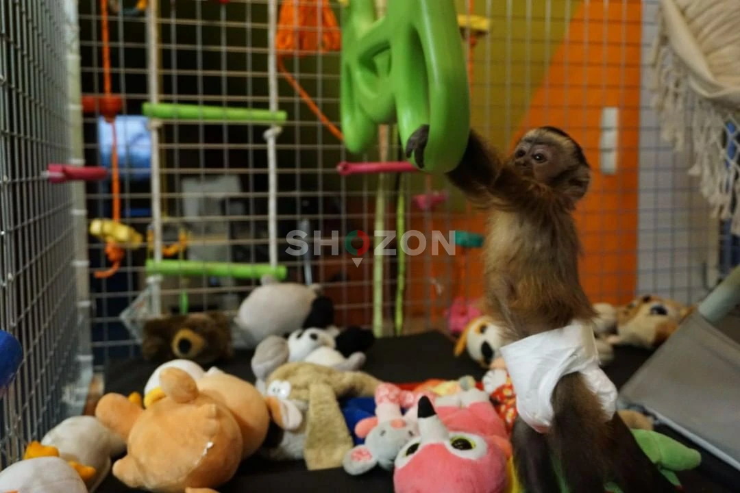 beautiful and well trained monkeys for adoption 