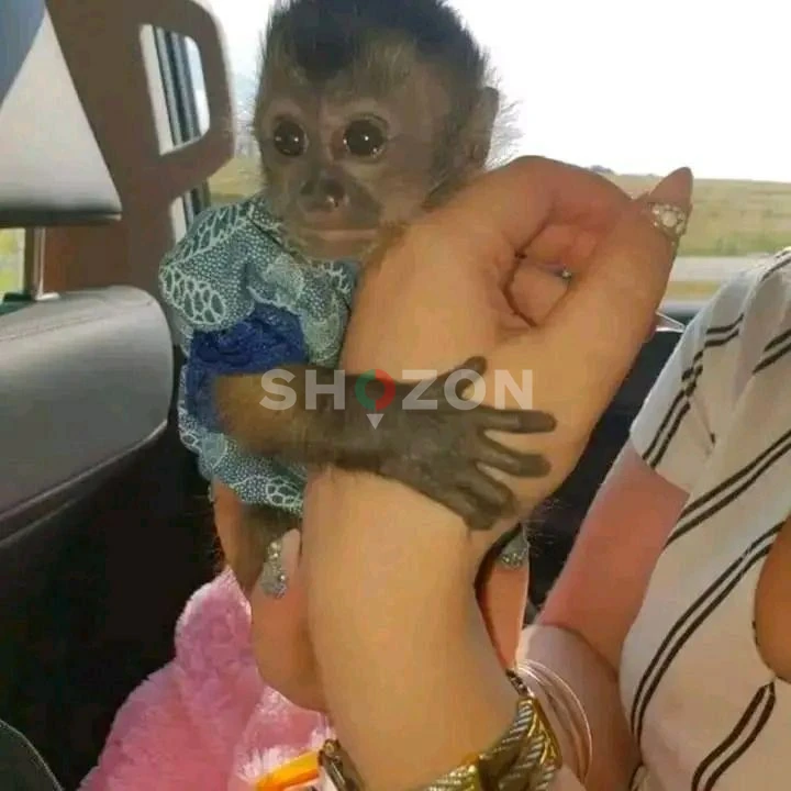 beautiful and well trained monkeys for adoption 