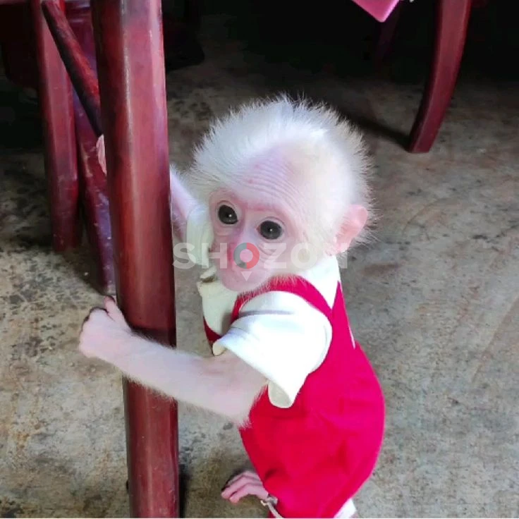 adorable baby monkies for adoption 