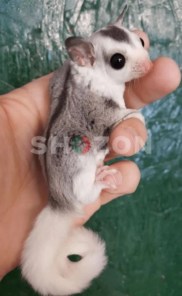 beautiful and adorable suger grlider  for adoption 