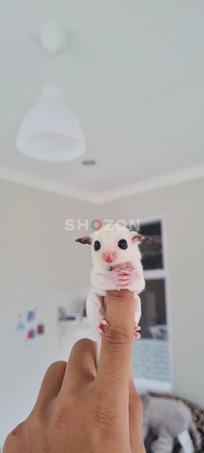 beautiful and adorable suger grlider  for adoption 