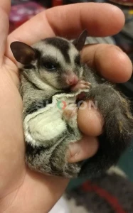 Shozon listing image