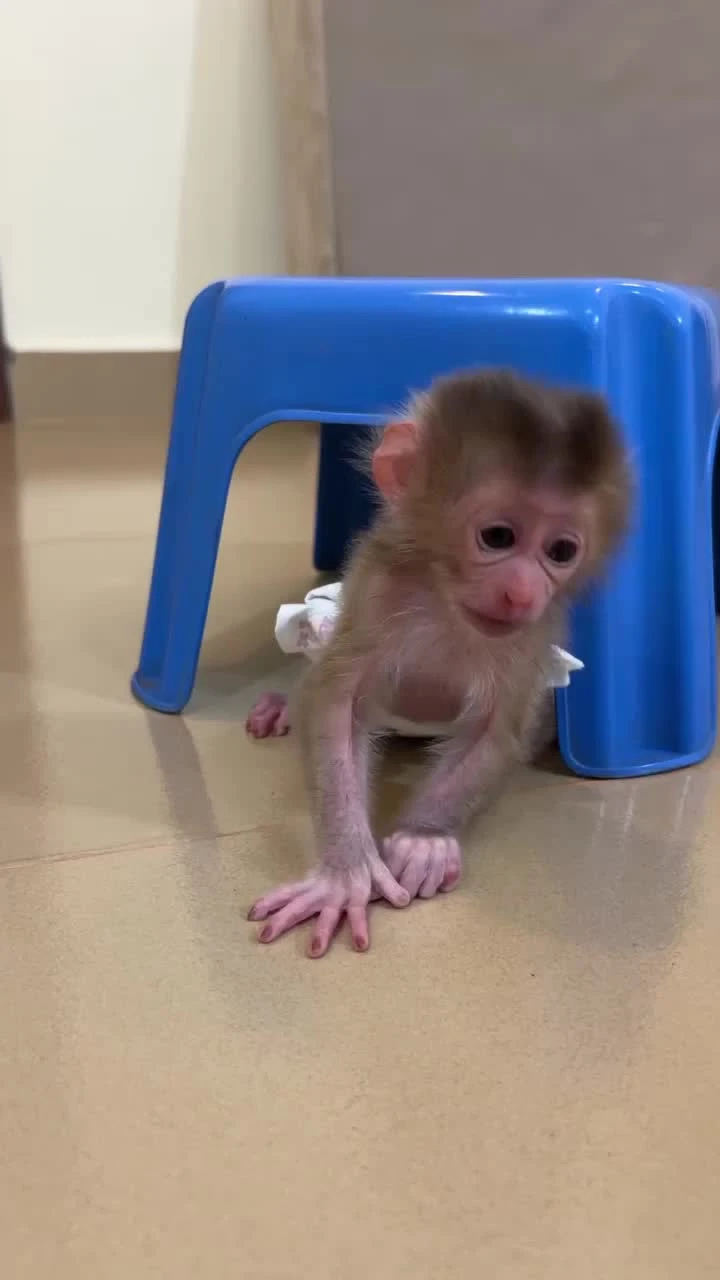 Shozon listing image