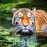 avatar user
