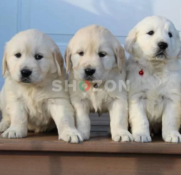 Golden Retriever puppies for adoption 