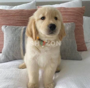 Shozon listing image