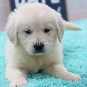 Shozon listing image