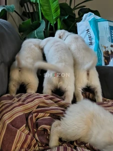 Shozon listing image