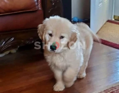 Shozon listing image