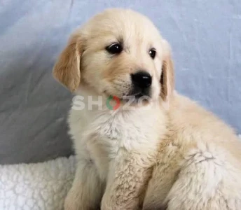 Shozon listing image