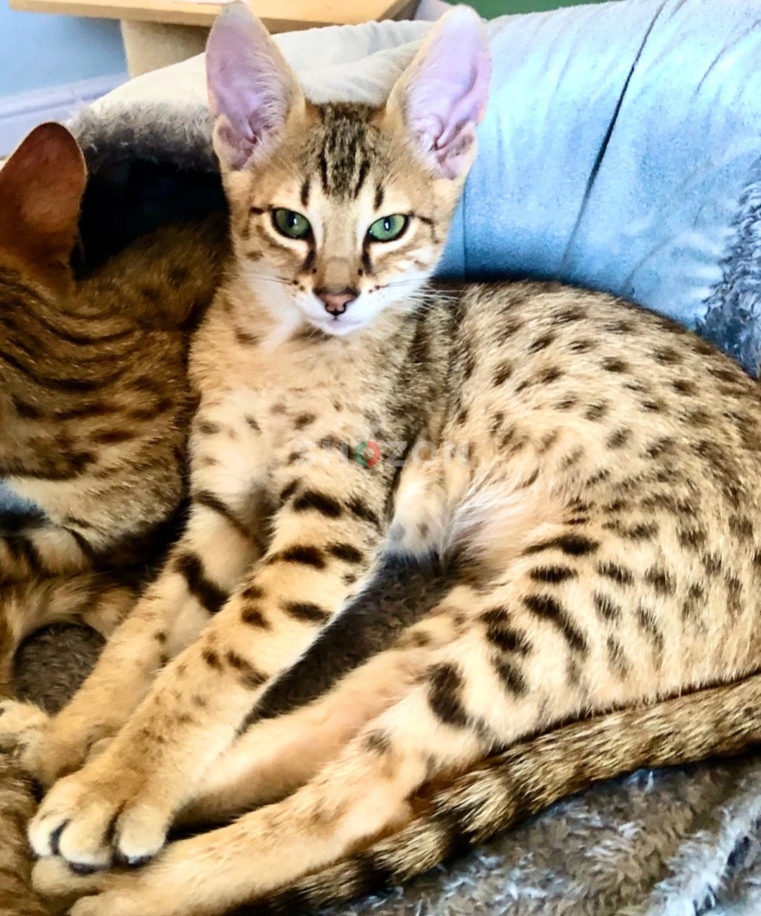 Savannah kittens 