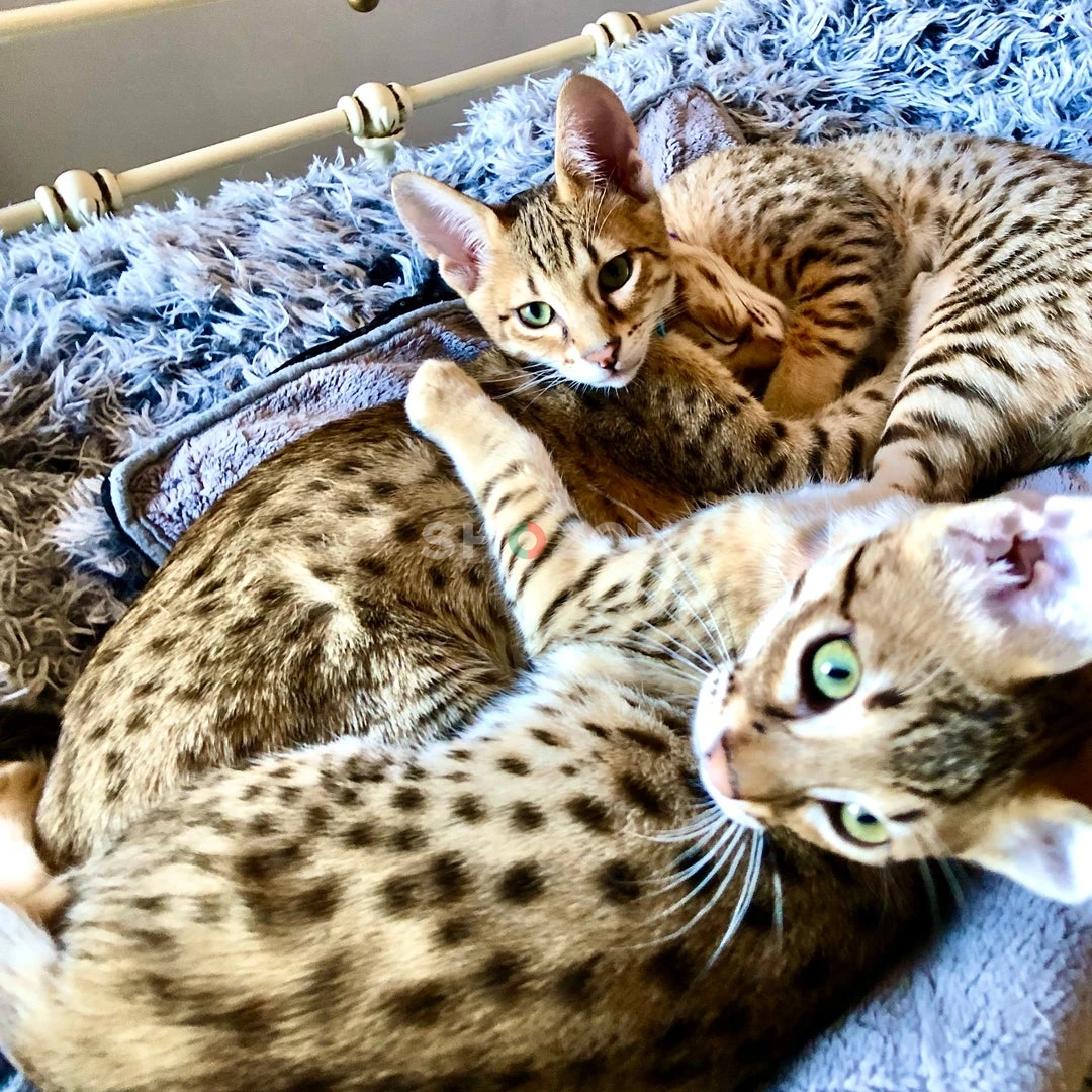 Savannah kittens 