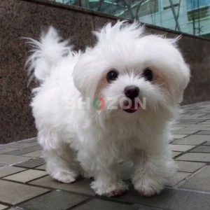 Shozon listing image