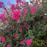 Shozon Avatar Image