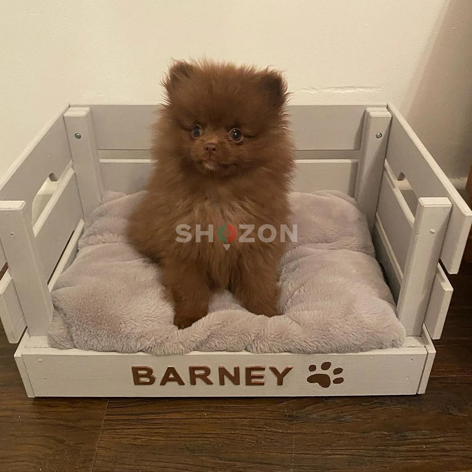 teacup Pomeranian puppy 