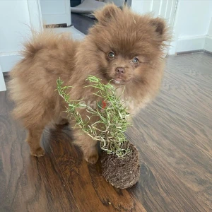 teacup Pomeranian puppy 