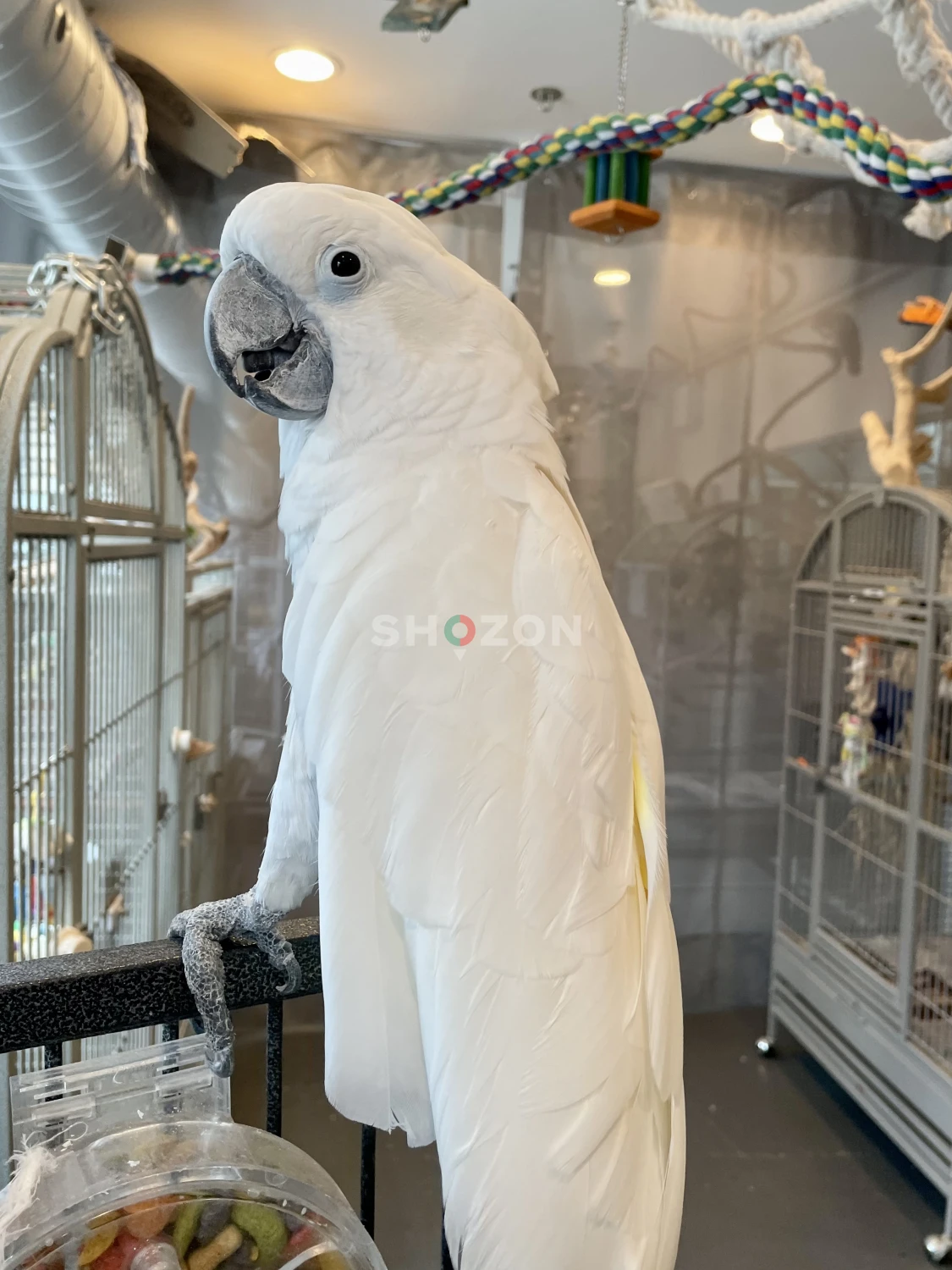 UMBRELLA COCKATOO PERFECT FEATHER