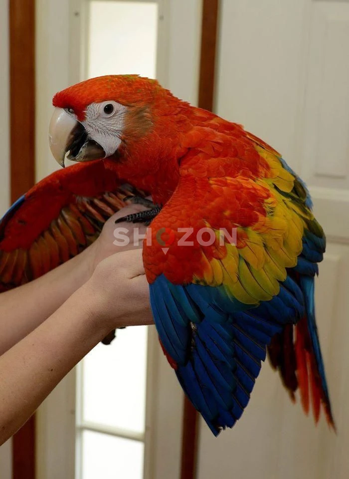 Beautiful and Talking Scarlet Macaw For Sale