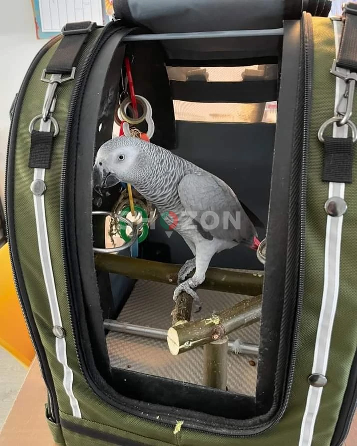 Talkative male and female African Grey parrots available now for sale