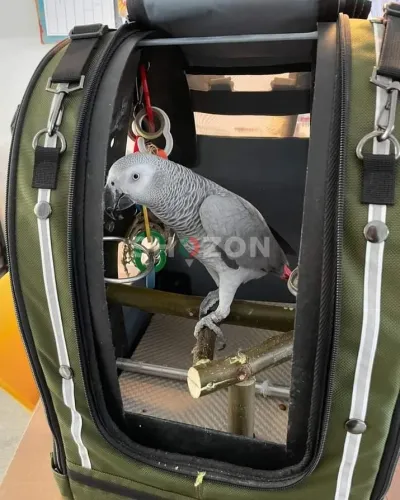 Talkative male and female African Grey parrots available now for sale