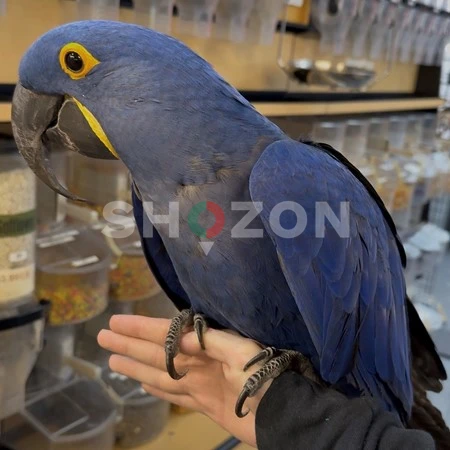Adorable Talking Hyacinth Macaw