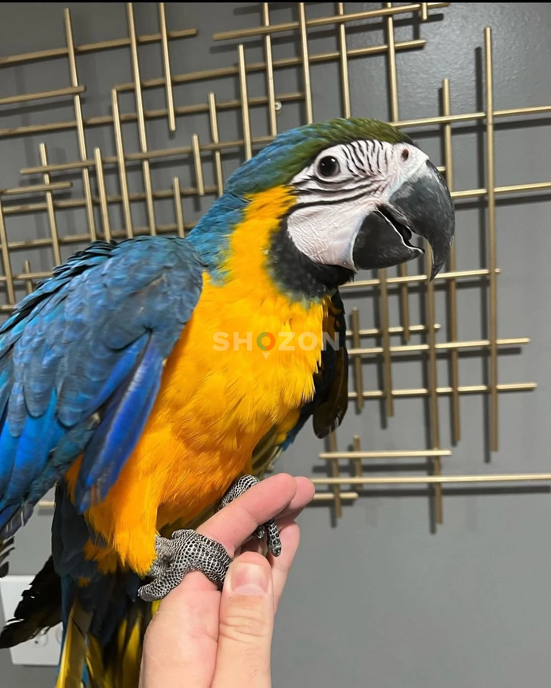 Talking Blue And Gold Macaws Parrots for Sale